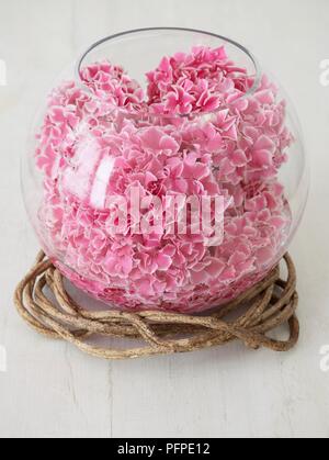 Glass fish bowl containing pink hydrangea flowerheads Stock Photo