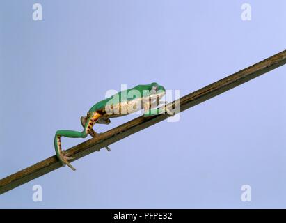 Orange-sided leaf frog (Phyllomedusa hypochondrialis) climbing up a branch, side view Stock Photo