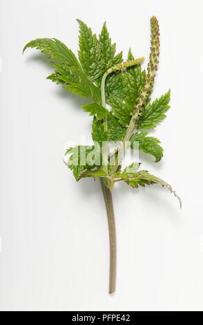 Cimicifuga racemosa, syn. Actaea racemosa (Black cohosh) leaves and fruit Stock Photo