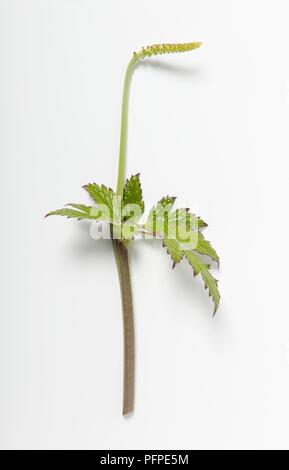 Cimicifuga racemosa, syn. Actaea racemosa (Black cohosh) leaf and fruit Stock Photo