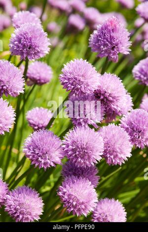 Allium schoenoprasum (Chives) purple flower heads, close-up Stock Photo