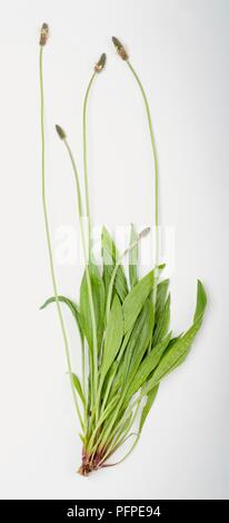 Plantago lanceolata (Ribwort plantain), stems with leaves and flowers Stock Photo