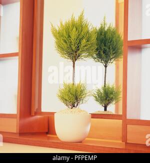 Cupressocyparis leylandii 'Castlewellan' (Leyland Cypress, Leylandii) in plant pot in front of a mirror Stock Photo