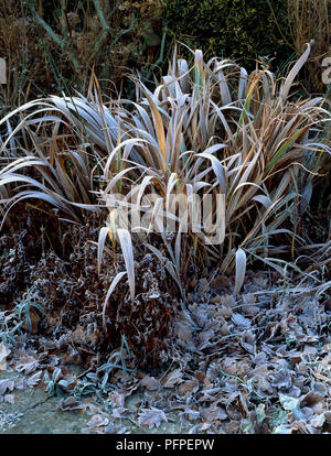 Frost covered leaves in a garden, Rime ice Stock Photo - Alamy
