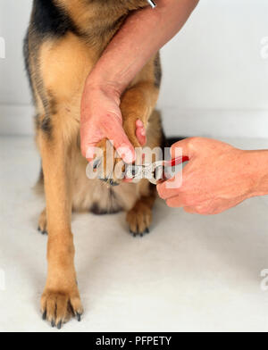 German shepherd nail sales clipping