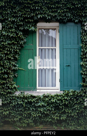 France, Paris, ivy growing on front of house around green shutters abd window Stock Photo