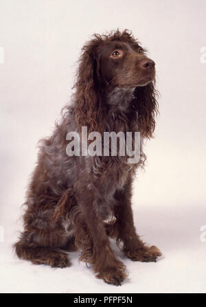 is the pont audemer spaniel legal in france