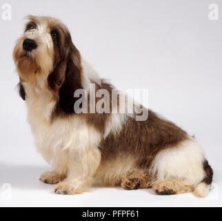 Grand Basset Griffon Vendeen: Petit Basset Griffon Vendeen dog, seated Stock Photo