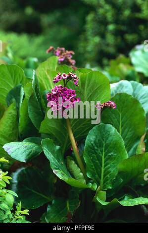 Bergenia cordifolia 'Purpurea' with thick green leaves and umbel of small deep pink flowers, close-up Stock Photo