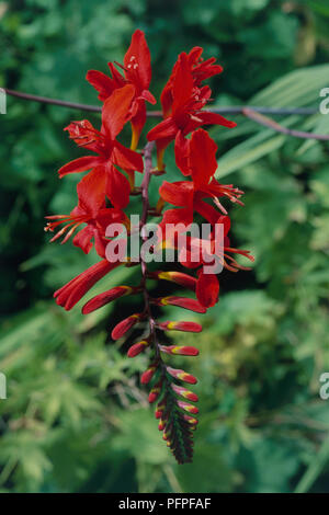 Montbretia 'Lucifer' or Crocosmia 'Lucifer', a cormous perennial with branched spike of deep red flowers and buds, close-up Stock Photo