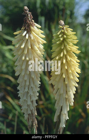 Kniphofia 'Little Maid' (Torch Lily) with upright spikes of yellow flowers, close-up Stock Photo