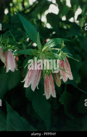 Campanula takesimana, deep pink and white flowers hanging on drooping stem with unfurled buds and green leaves, close-up Stock Photo