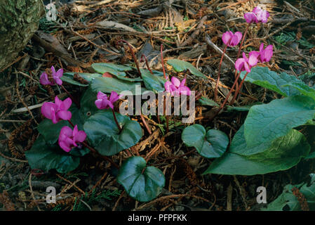Cyclamen coum, deep pink spring flowers on narrow stems, with glossy green leaves in shaded garden, close-up Stock Photo