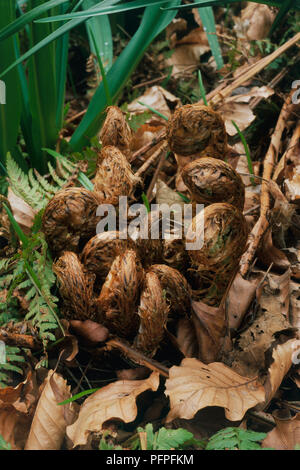 Dryopteris dilatata syn. D. austriaca Hort (Broad Buckler Fern) dried croziers, close-up Stock Photo