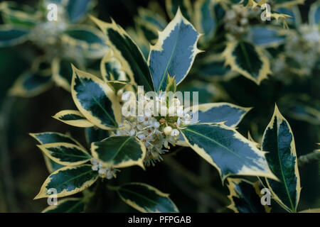 Ilex aquifolium 'Argentea Marginata' (Holly), cluster of flowers, and green and yellow leaves, close-up Stock Photo