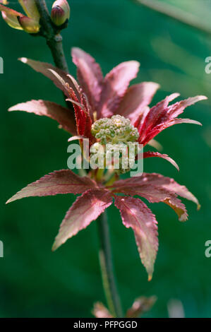 Sambucus racemosa 'Plumosa Aurea', pale green toothed leaves flushed bronze and red with panicles of small yellow flowers on shoot, close-up Stock Photo