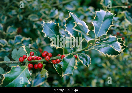 Ilex aquifolium 'Argentea Marginata' (Holly), red berries and developed, glossy green and yellow leaves, close-up Stock Photo