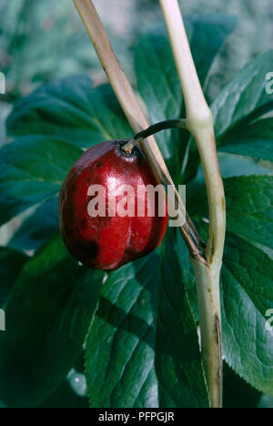 Podophyllum hexandrum (Himalayan mayapple, Indian may apple), red fruit, close-up Stock Photo