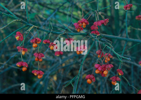 Euonymus europaeus (European spindle tree, Common spindle tree), fruits and arils on branch, autumn Stock Photo