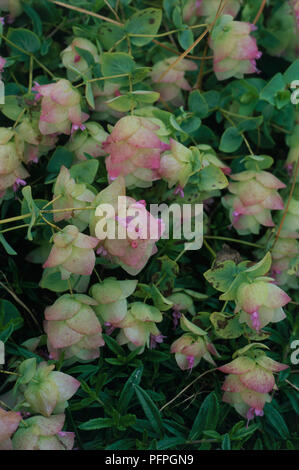 Origanum 'Kent Beauty', semi-evergreen subshrub with trailing stems and small, tubular pink flowers surrounded by pale green and pink bracts Stock Photo