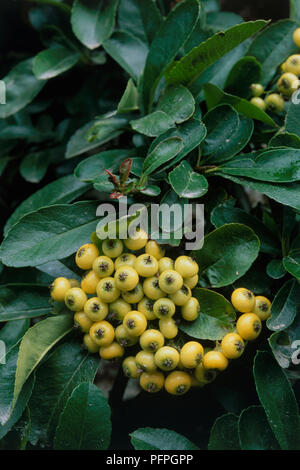 Pyracantha rogersiana 'Flava' (Firethorn), yellow berries, and green leaves, close-up Stock Photo