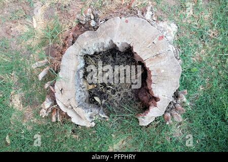 Old, chopped tree stump from above. Stock Photo