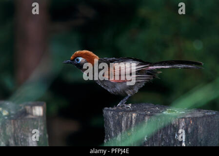 Red-tailed Laughingthrush (Garrulax milnei) perching on branch Stock Photo