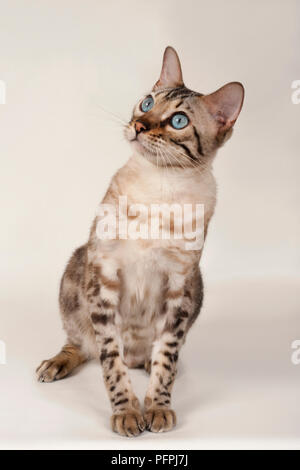 Brown rosetted Bengal cat with blue eyes, sitting, looking up, front view Stock Photo