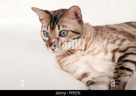 Brown rosetted Bengal cat with blue eyes, lying down, close-up Stock Photo