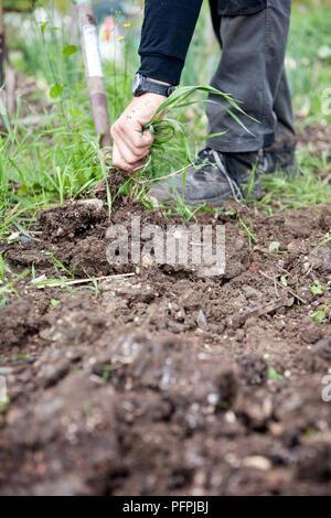Using hands to pull out weeds, soil lifted with garden fork, close-up Stock Photo