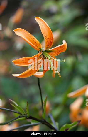 Lilium henryi (Tiger lily, Henry's lily), close-up