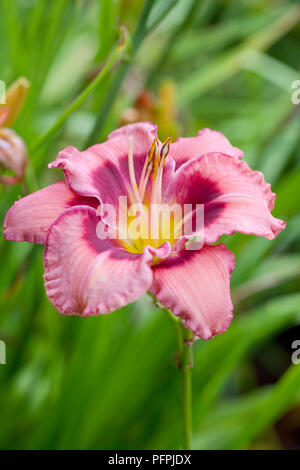 Hemerocallis 'Dan Mahony', close-up Stock Photo