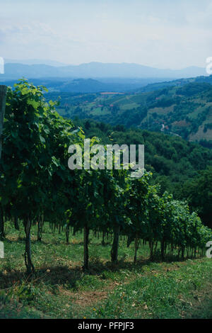 Austria, Styria, Ehrenhausen, vineyard on hillside of historic town, summer Stock Photo