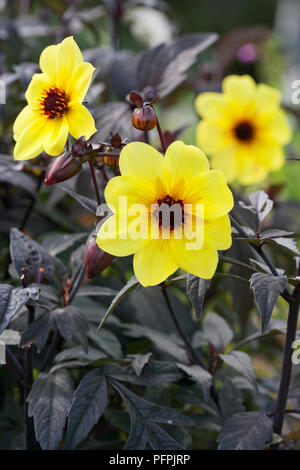 Dahlia 'Knockout', yellow flowers, close-up Stock Photo