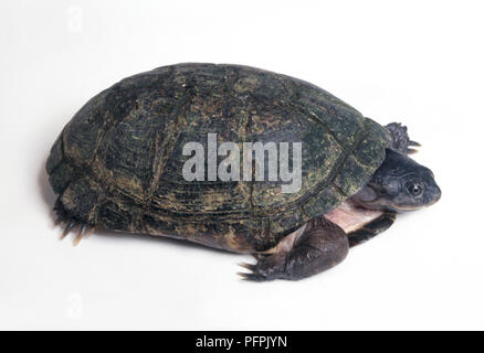 West African side-necked turtle - cut out / Pelusios castanaeus Stock ...