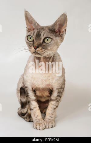 Devon Rex cat Stock Photo