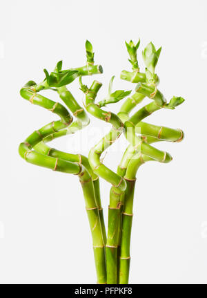 Lucky bamboo plant Stock Photo