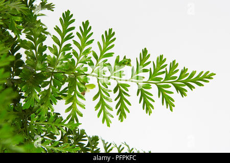 Bird's nest fern Stock Photo