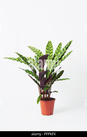floare dracena Dracaena Marginata, planta care purifica aerul – Secret Garden Plant Shop main image 1