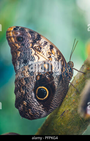 Close up of Caligo memmon butterfly Stock Photo