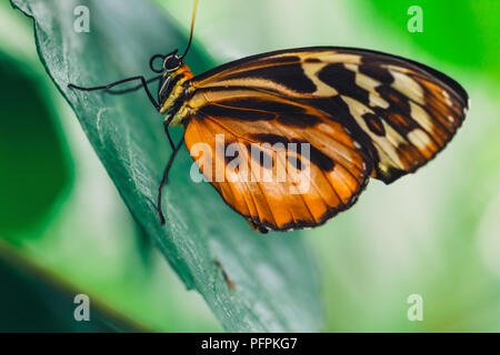 An African Monarch butterfly perched on green leaf with a smooth green background Stock Photo