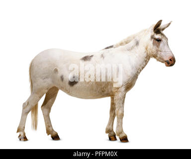 A hinny, white with brown spots, side view Stock Photo