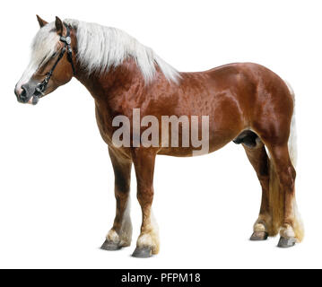 Dole Gudbrandsal horse, standing, side view Stock Photo