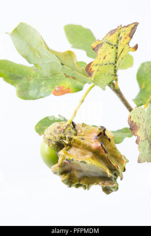 Plant galls on an oak tree. Galls on Pedunculate Oak Tree Stock Photo ...