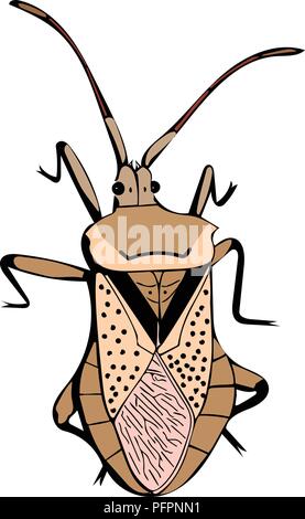 Brown and black vector graphic of isolated Dock bug from above. Stock Vector