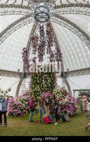 People by beautiful display of pink & white moth orchids, spectacular centrepiece in Conservatory marquee - RHS Chatsworth Flower Show, England, UK. Stock Photo