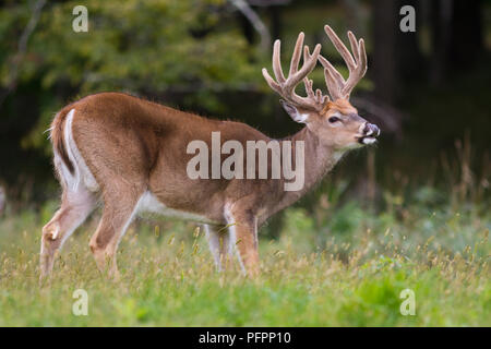 Trophy whitetail deer buck standing in an open field. Stock Photo