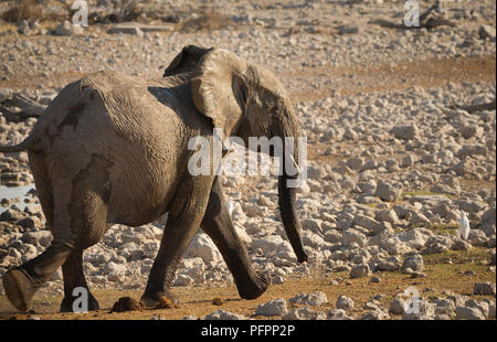 elephant (Loxodonta africana) running or at a trot catching up to the others at Okaukuejo waterhole in Etosha National Park Namibia Stock Photo