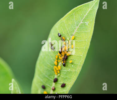 Aphids (Aphidoidea superfamily) feed on the sap of plants and secrete a sugary substance called honeydew. Ants milk aphids for this sticky resin. Stock Photo