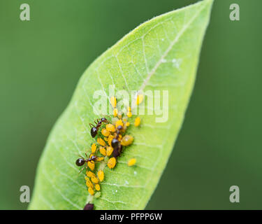 Aphids (Aphidoidea superfamily) feed on the sap of plants and secrete a sugary substance called honeydew. Ants milk aphids for this sticky resin. Stock Photo